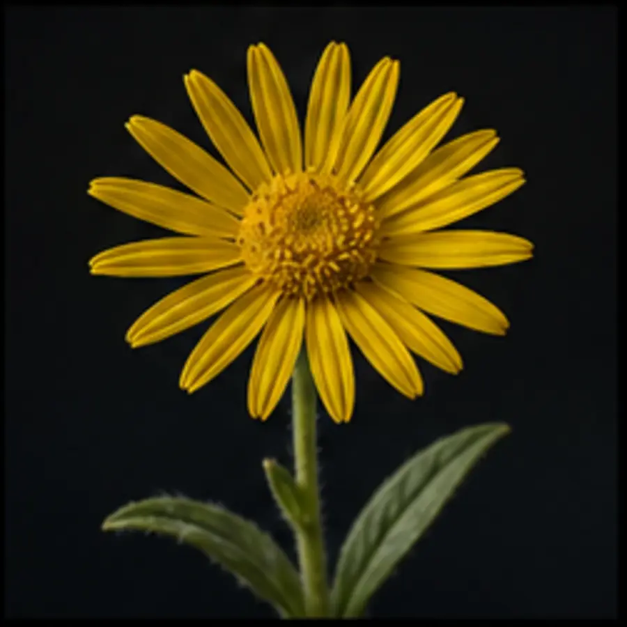 Arnica des montagnes
