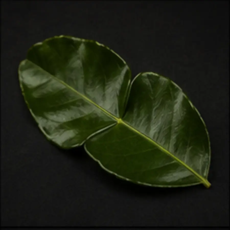 Feuille de combava