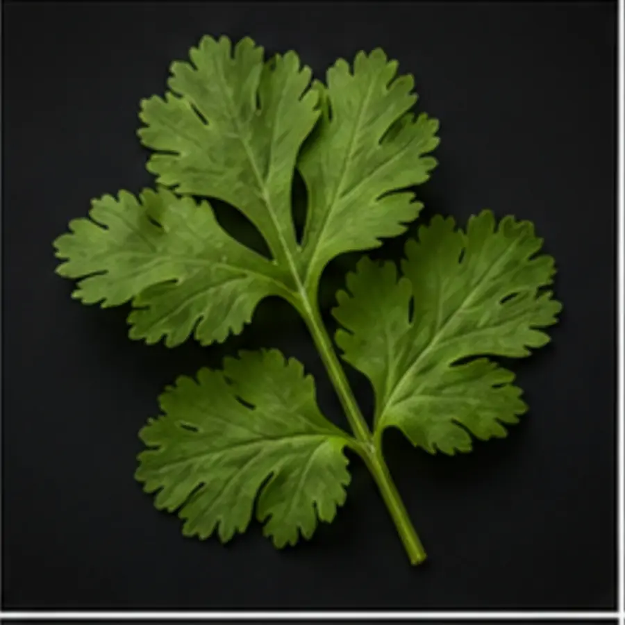 Feuille de coriandre