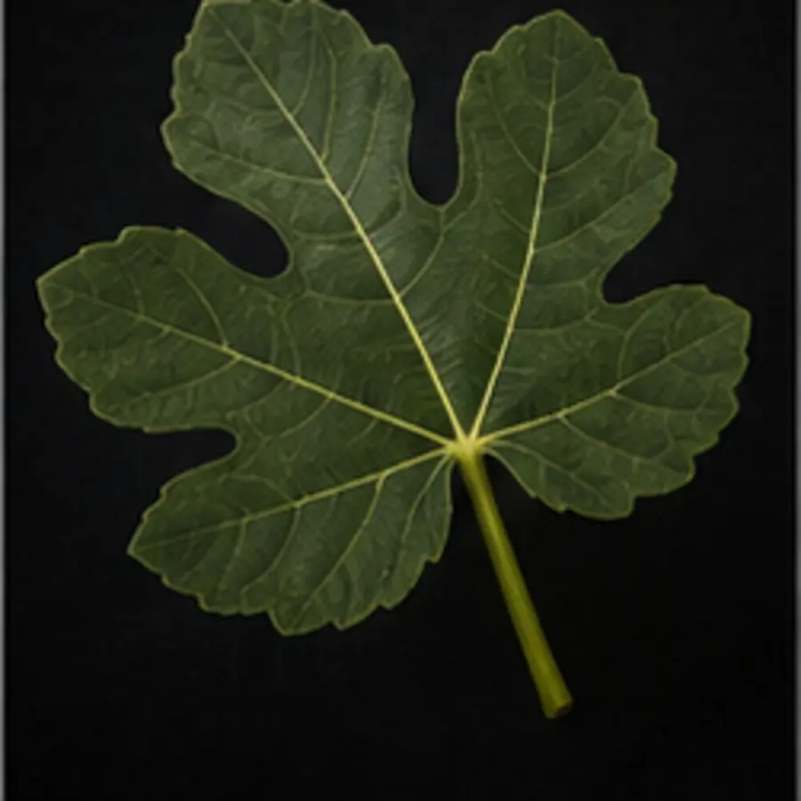 Feuille de figuier