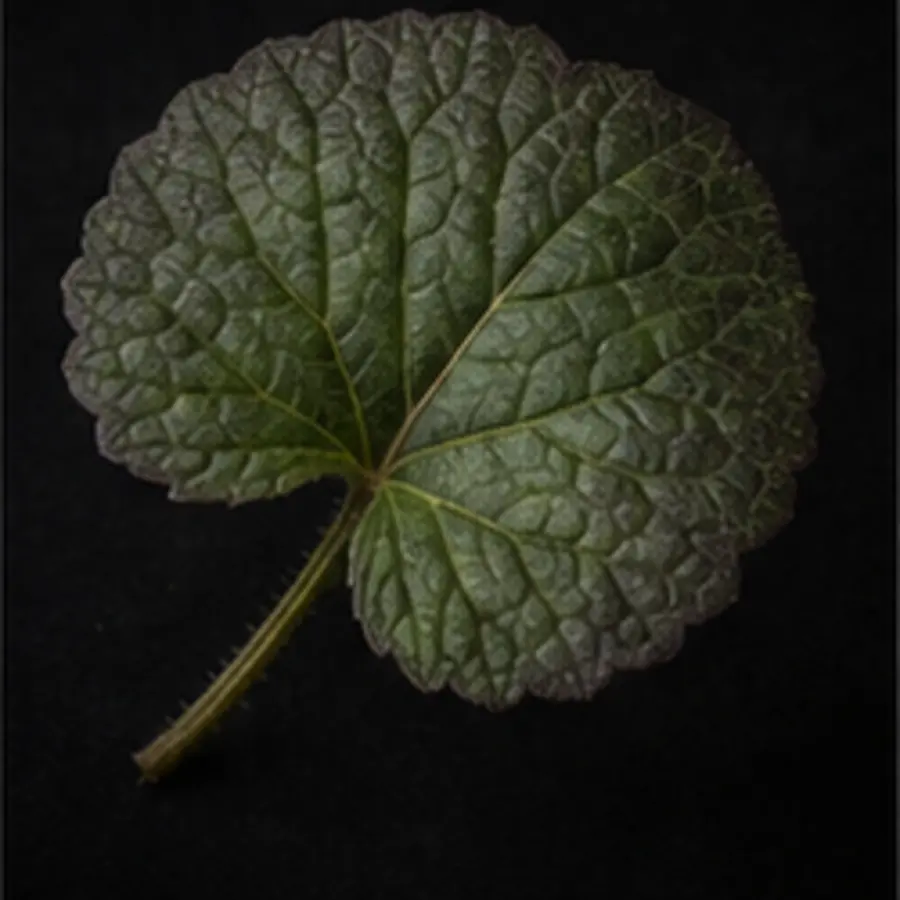 Feuille de violette Egypte