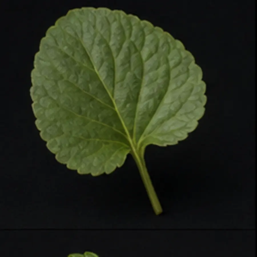 Feuille de violette