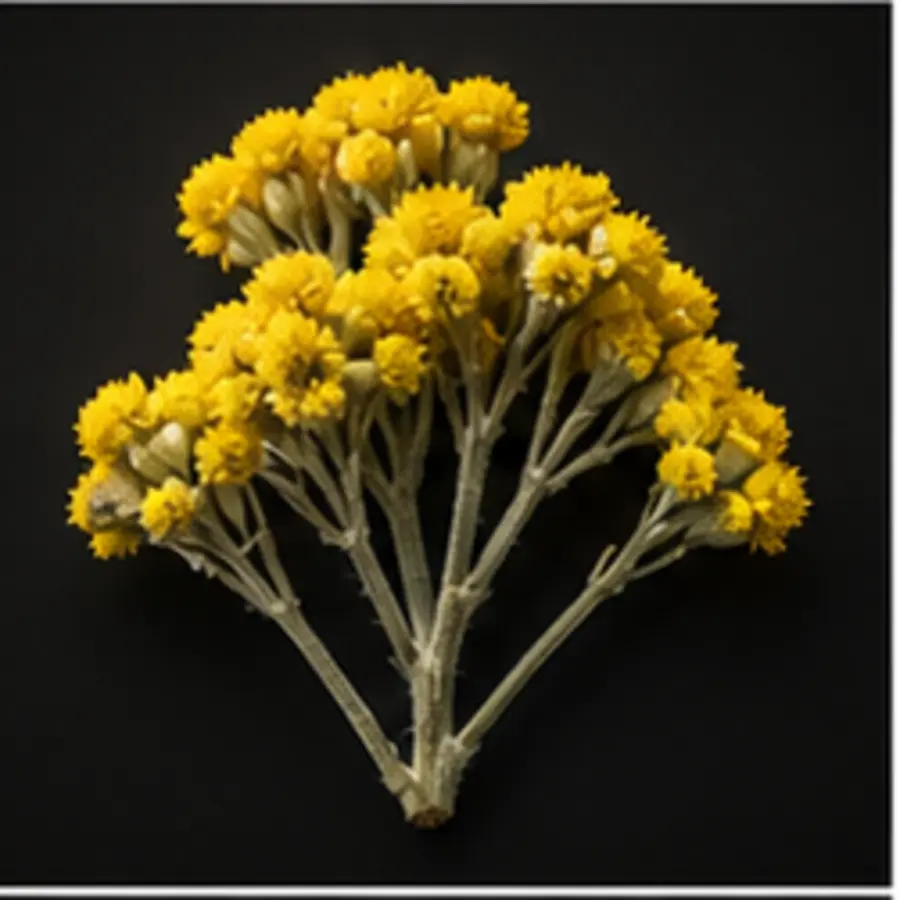 Immortelle corse