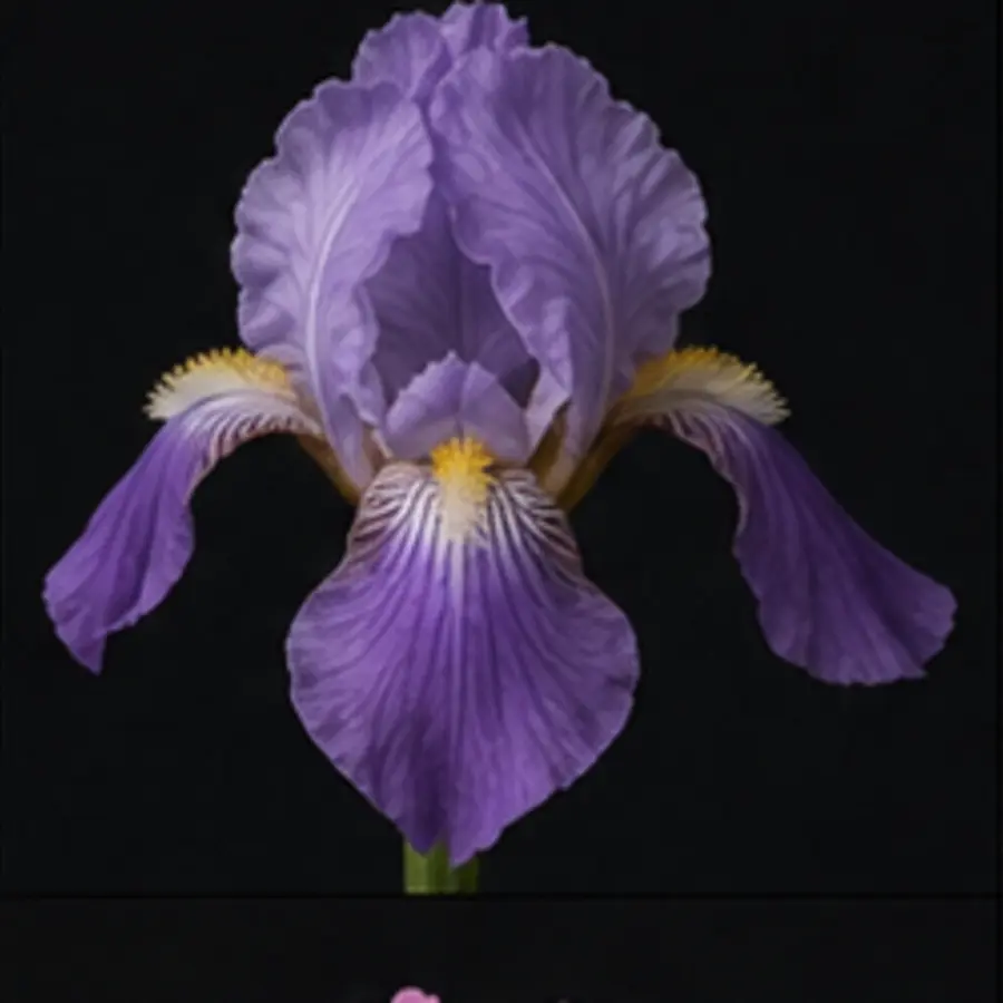 Iris pallida