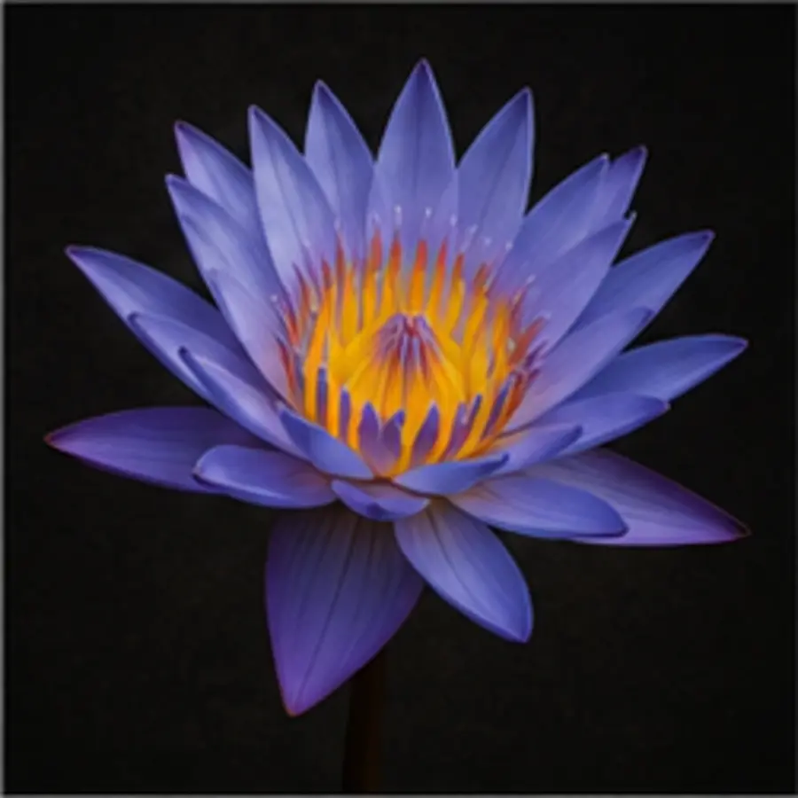 Lotus bleu