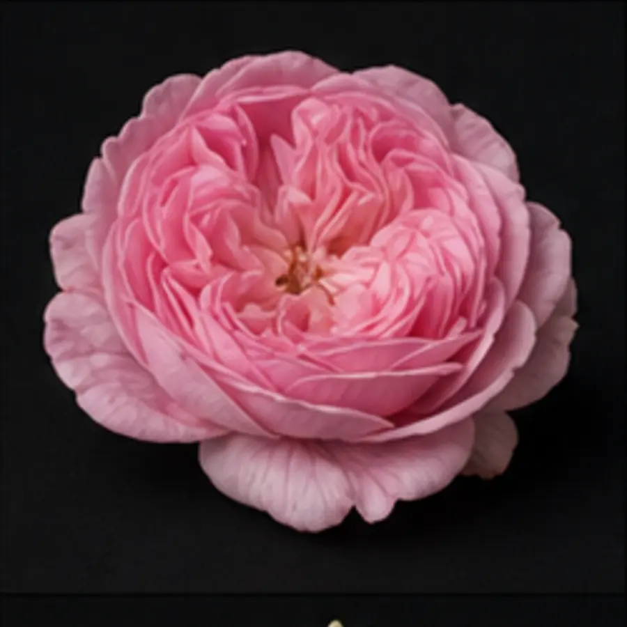 Rose centifolia