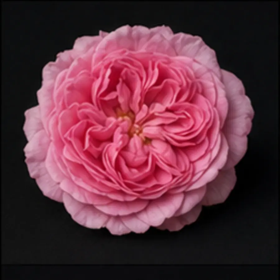 Rose de Damas