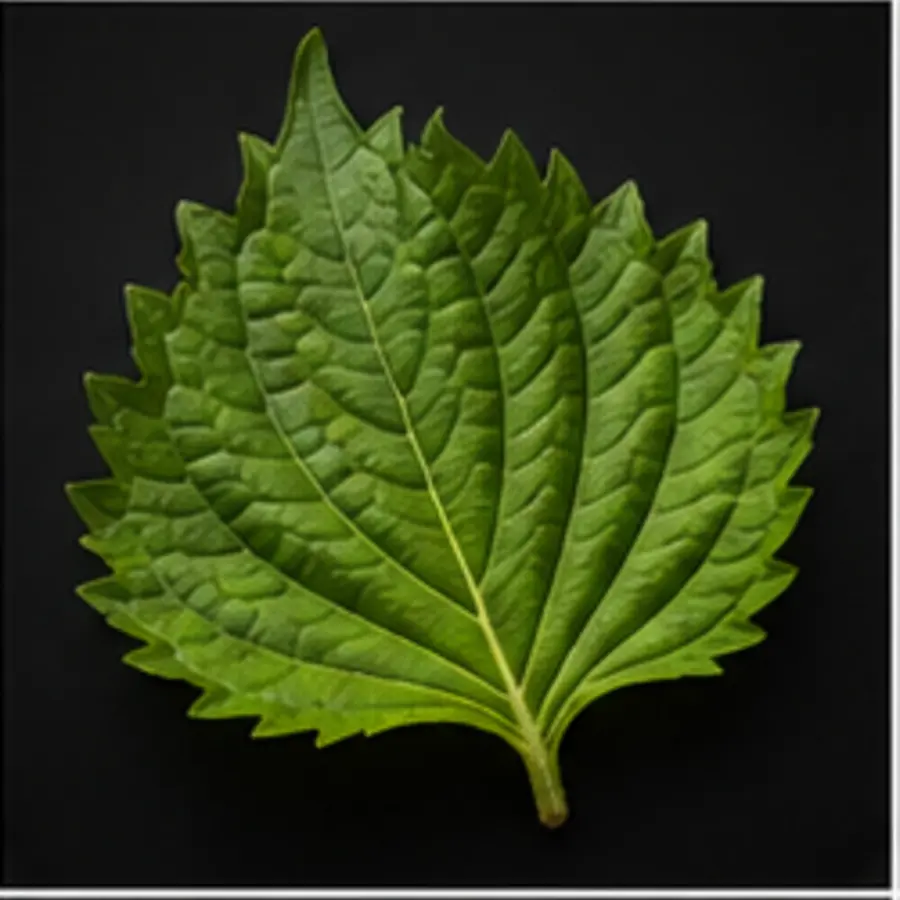 Shiso vert